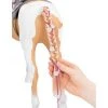 Our Generation From Hair to There Palomino Paint Horse Accessory Set for 18" Dolls 1 Our Generation From Hair to There Palomino Paint Horse Accessory Set for 18" Dolls -Little Doll World Shop unnamed file 17
